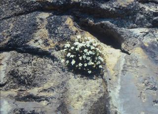 saxifraga